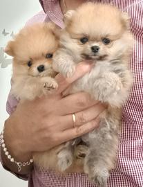 Pomerania