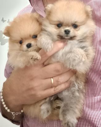 Pomerania