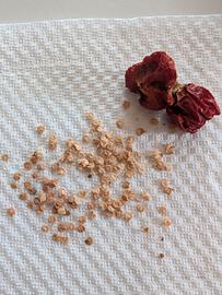 Semi di Carolina Reaper
