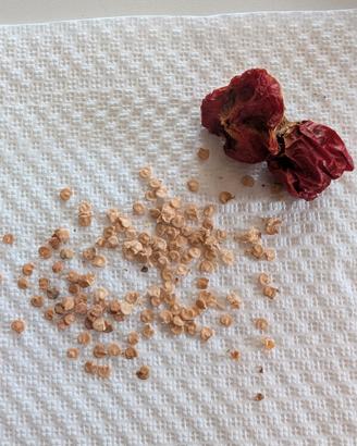 Semi di Carolina Reaper