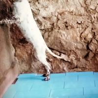 Cucciola setter inglese