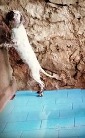 Cucciola setter inglese