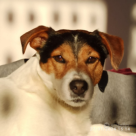 Jack Russell accoppiamento
