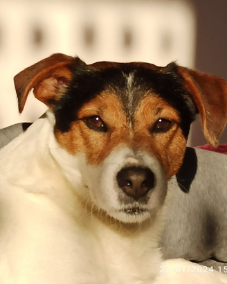 Jack Russell accoppiamento