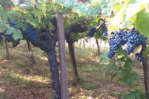 Terreno e rustico di 8 Ha