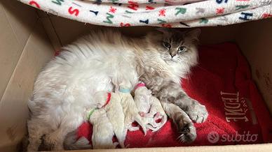 Gatti Siberiani Ipollergenici