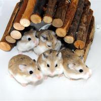 Criceti roboroski