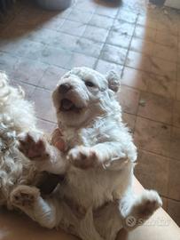 Lagotto romagnolo