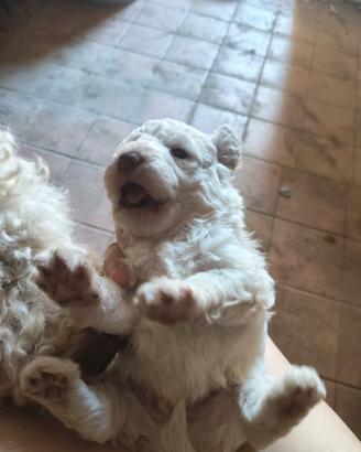 Lagotto romagnolo