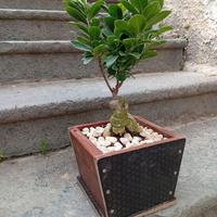 Bonsai ficus ginseng