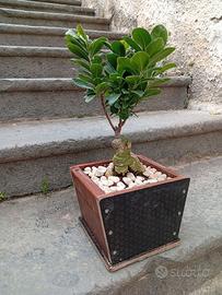 Bonsai ficus ginseng