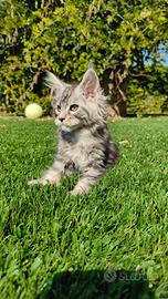 cuccioli di Maine Coon