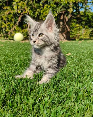 cuccioli di Maine Coon