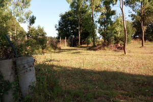 Sabaudia terreno agricolo