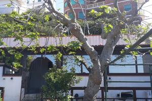 Villa singola 100 MQ - FRONTE MARE a S. MENAIO