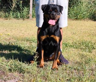 Rottweiler femmina con pedigree