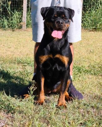 Rottweiler femmina con pedigree