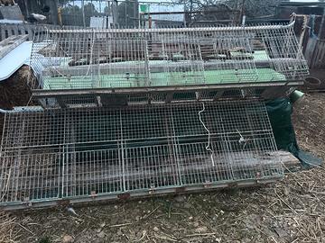 Gabbie per conigli