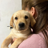 Cuccioli labrador