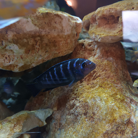 Ciclidi Mbuna malawi Pseudotropheus Saulosi