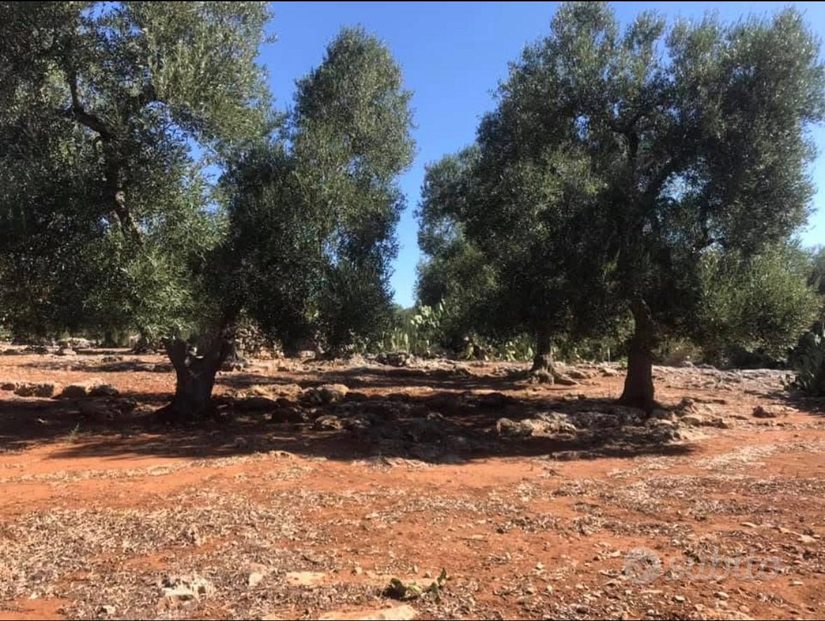 Terreno agricolo - Vista 3