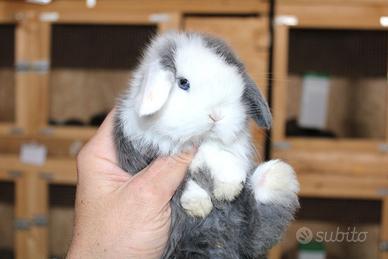 Coniglio nano