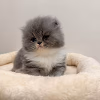 Gattino Persiano bicolore