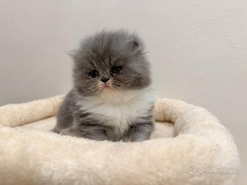 Gattino Persiano bicolore