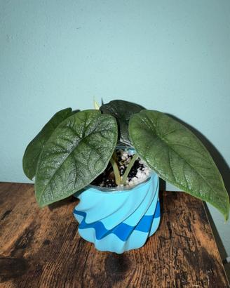 Alocasia melo n.3