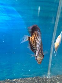 Discus