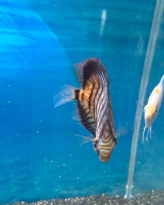 Discus