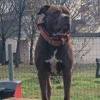 American terrier mckci per la monta