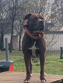 American terrier mckci per la monta