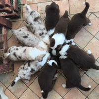 Australian Shepherd solo Red tricolor pupy