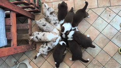 Australian Shepherd solo Red tricolor pupy