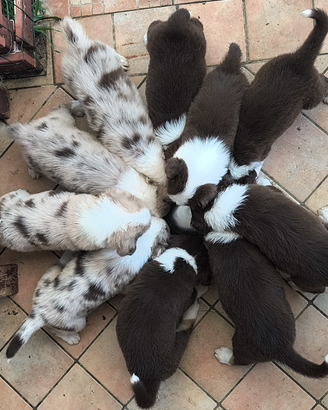 Australian Shepherd solo Red tricolor pupy