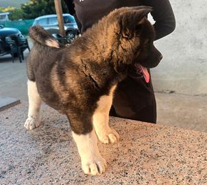 Cuccioli akita americano