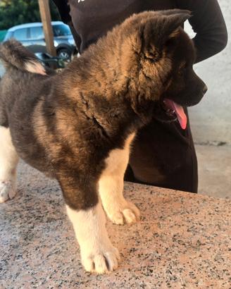 Cuccioli akita americano