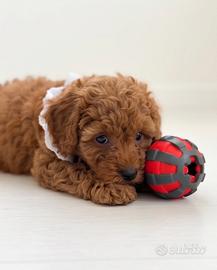 Piccoli Barboncini Toy