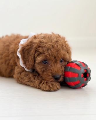 Piccoli Barboncini Toy