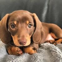 BASSOTTI NANI - BASSOTTO NANO CHOCOLATE - pag rate