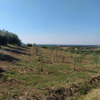 Terreno uliveto