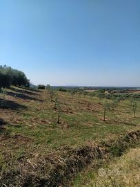 Terreno uliveto