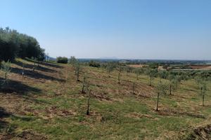 Terreno uliveto
