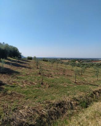 Terreno uliveto