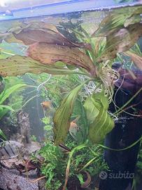 piante acquario