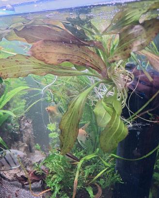 piante acquario
