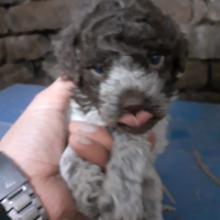 Cuccioli Lagotto romagnolo pedigree roi da tartufo