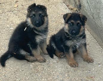 Cuccioli pastore tedesco