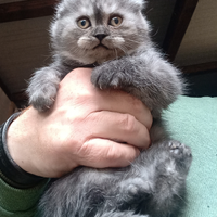 Scottish fold